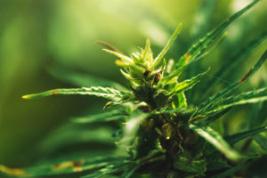 Hemp