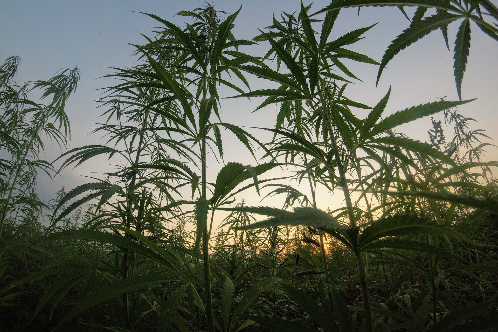 Hemp